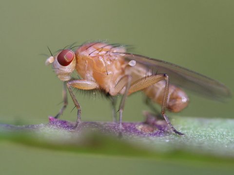 Швейцарские ученые испытали «эликсир молодости» на мухах