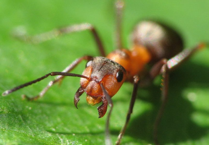 В жизни муравьев обнаружены интересные факты