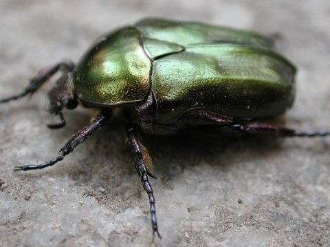 Возможность быстрой адаптации сделала жуков самыми стойкими организмами на планете
