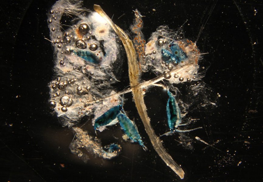 В океане было найдено несколько тысяч неизвестных организмов