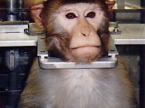 Китайские хирурги планируют пересадить голову обезьяне
