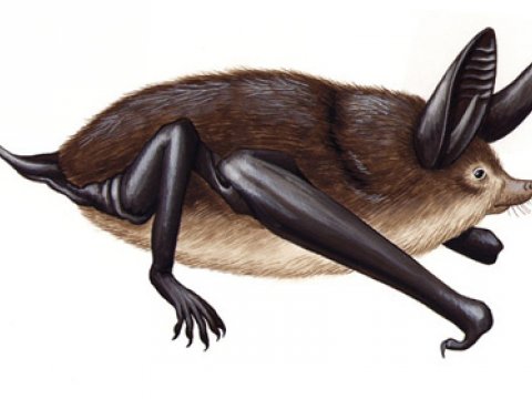 На территории Новой Зеландии нашли останки гигантских летучих мышей