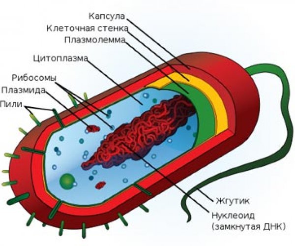 Первичный толчок эволюции дали простейшие организмы - прокариоты