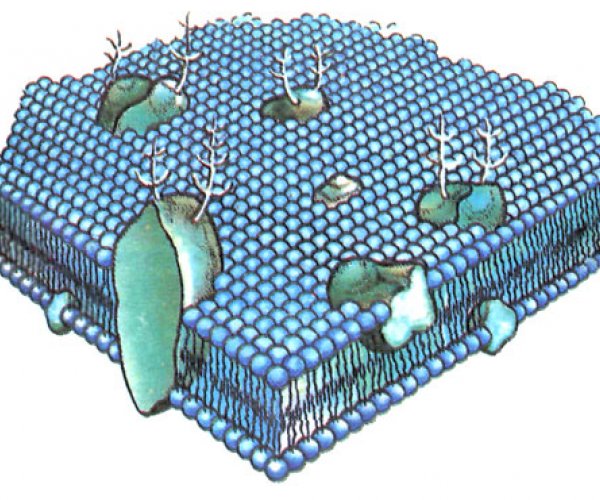 Биологические мембраны, их свойства и функции