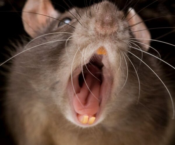 Раскрылись новые факты о гигантских крысах