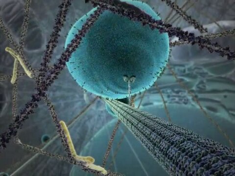 Жизнь клетки и взаимодействие ее с вирусом
