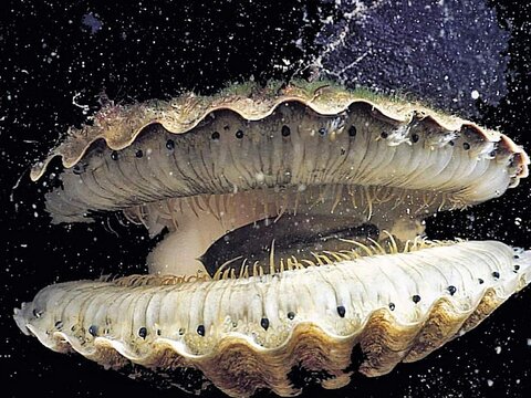 Лекция 6. Тип Моллюски (Mollusca)