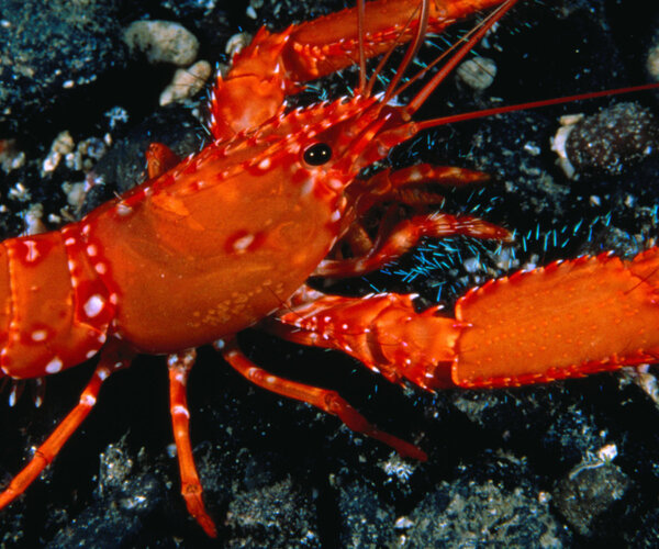 Лекция 7. Тип Членистоногие (Arthropoda), Класс Ракообразные (Crustacea)