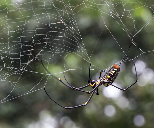 Лекция 8. Подтип Хелицеровые (Chelicerata), Класс Паукообразные (Arachnida)