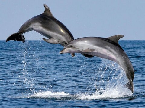 Дельфины устанавливают между собой график охоты