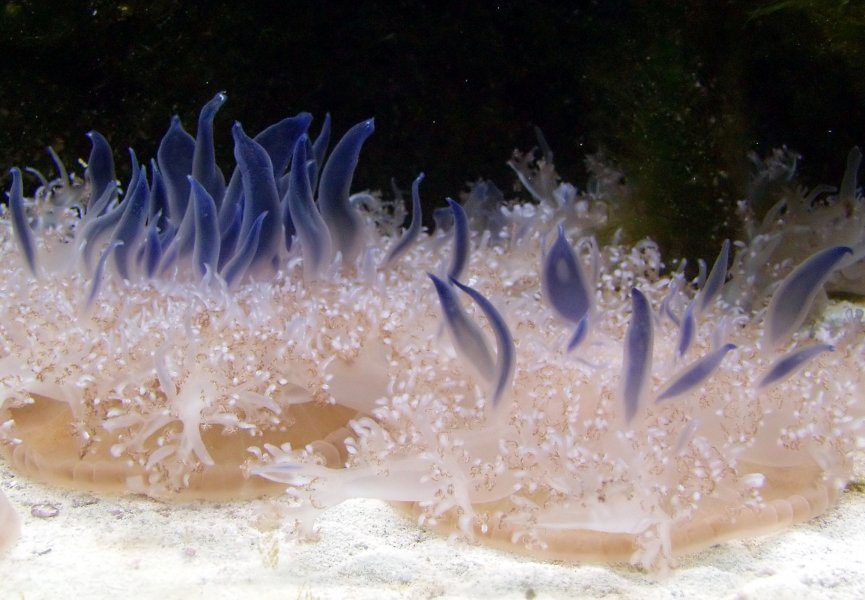 Учёные доказали: одна из главных причин сна появилась 600 миллионов лет назад