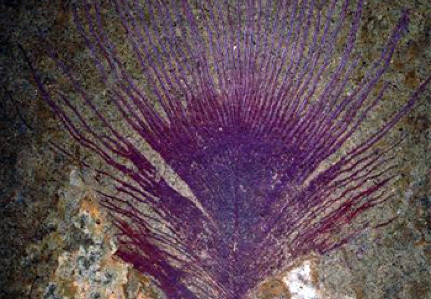 Перья имели переливающиеся цвета еще 40 миллионов лет назад