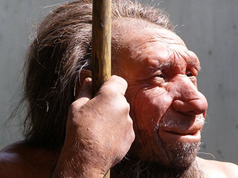 Современным людям удалось победить неандертальцев количеством