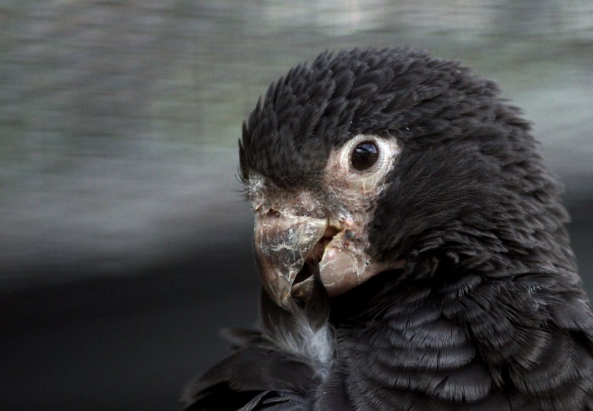 Попугаи используют инструменты для измельчения пищи