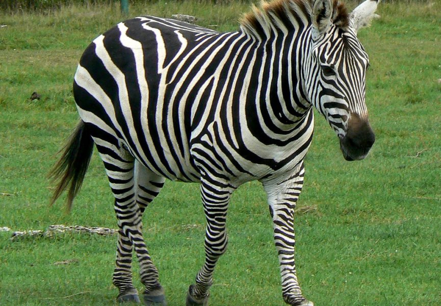 Ученые доказали бесполезность уникальной раскраски тела зебры