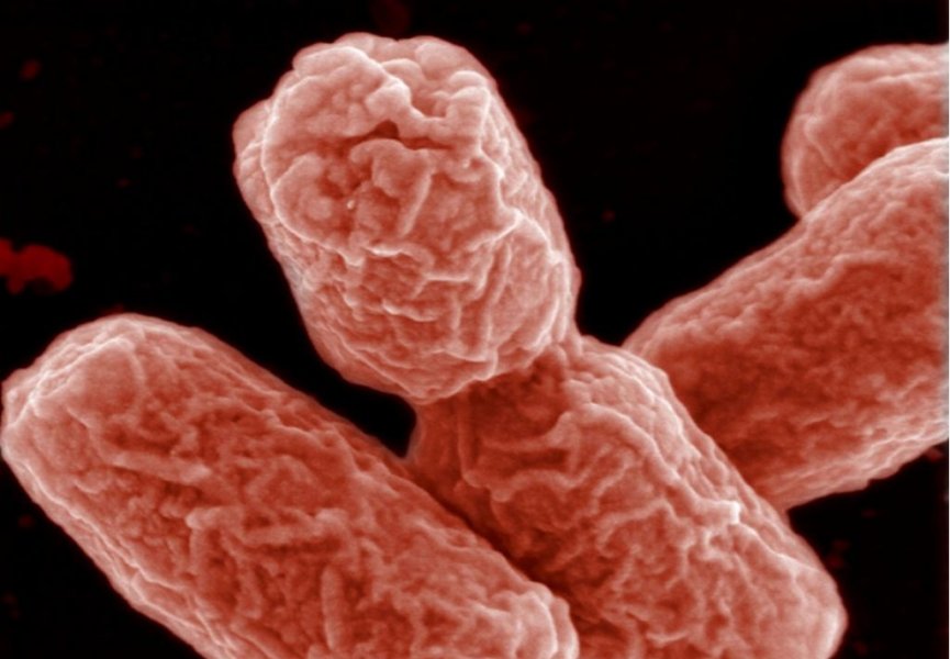 Бактерии заставили существовать в «коллективе»