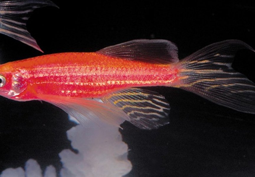 Биологи создали новый вид рыбок