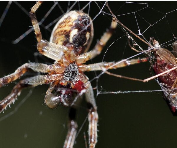 Способность пауков вить паутину обеспечила эволюционный успех арахнид