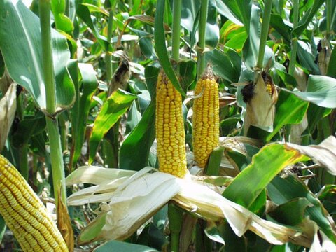 Африканская кукуруза просто исчезает