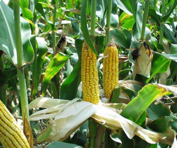 Африканская кукуруза просто исчезает