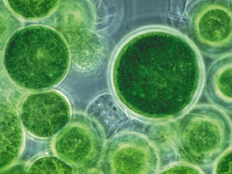 Некоторые водоросли способны выживать в открытом космосе