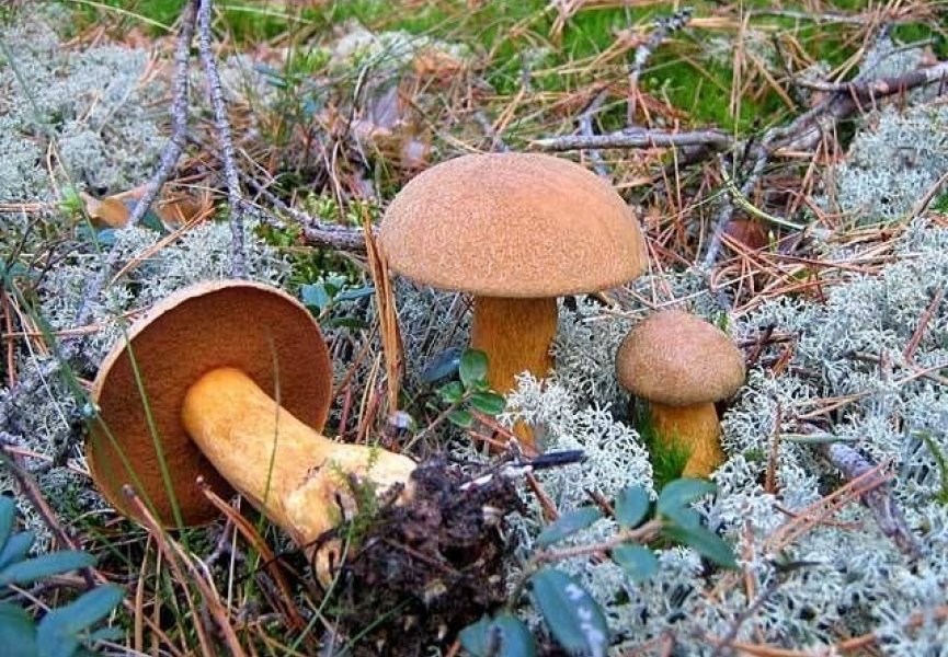 Найдено наиболее древнее плодовое тело гриба