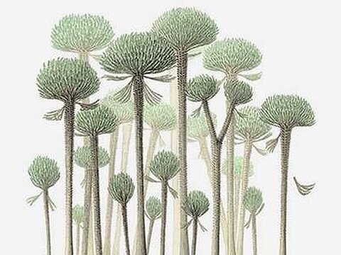 Уникальная находка китайских ученых открыла новые грани в эволюции деревьев