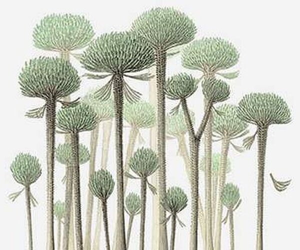 Уникальная находка китайских ученых открыла новые грани в эволюции деревьев