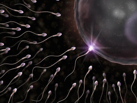 Неужели половые клетки еще полностью не изучены?