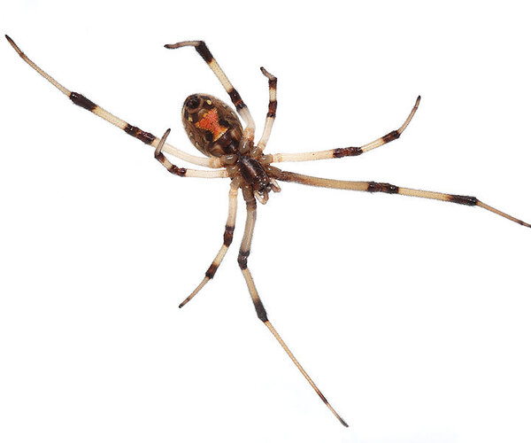 Оказывается, поведение пауков изучено еще не полностью
