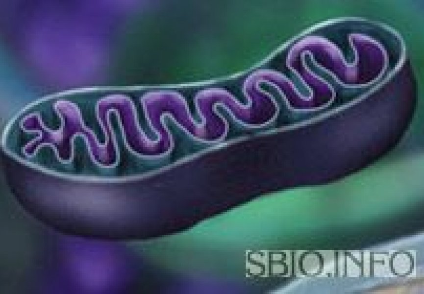Скорость развития СПИДа зависит от ДНК митохондрий