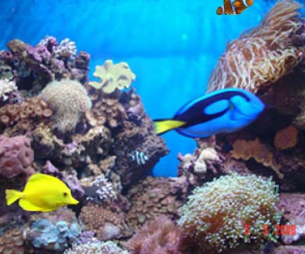 В Карибском море резко сократилась популяция коралловых рыб