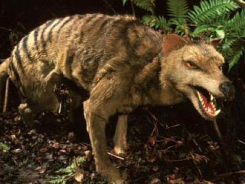 Биологи установили причину исчезновения тасманийских волков