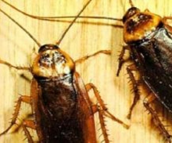 В мире исчезают тараканы