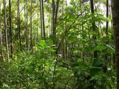 Молодые тропические леса оказались не хуже старых