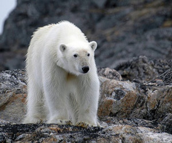 К 2050 году может исчезнуть четверть видов животных и растений - WWF