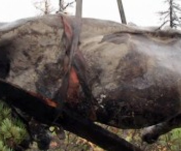 Древнего Колымского шерстистого носорога возродят к жизни не путем клонирования