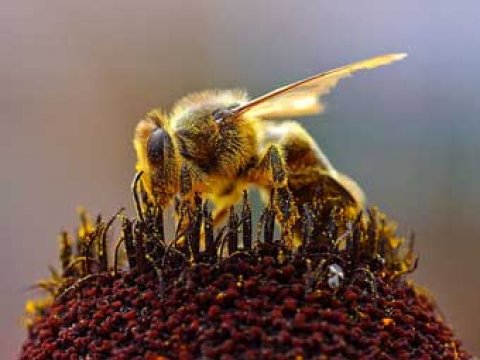 Кокаин повышает уровень альтруизма у пчел