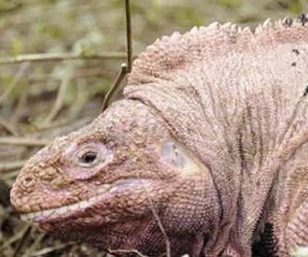 Розовые игуаны запутали историю Галапагосских островов