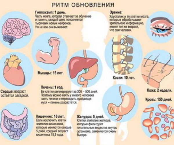 Клетки нашего тела намного младше нас самих