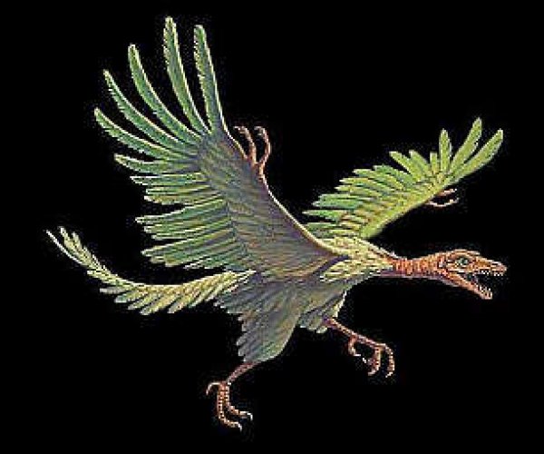 Ночная птица Археоптерикс