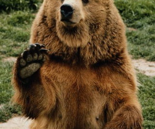 Биолог: Медведи вовсе не любят мед