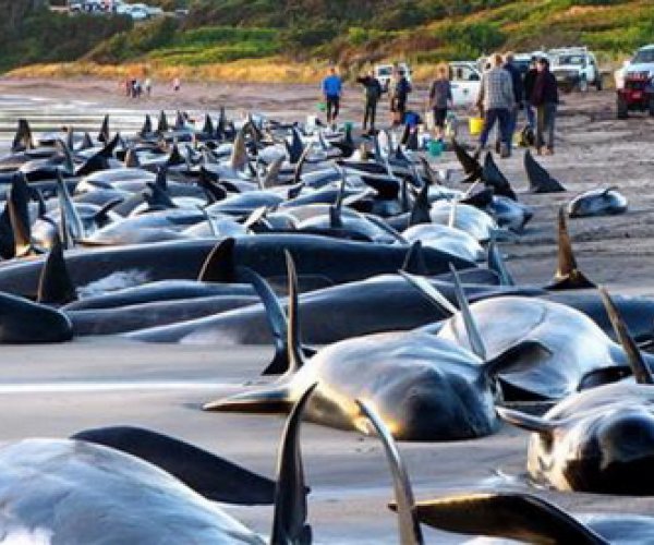 Новозелландцы спасают выбросившихся на берег черных дельфинов