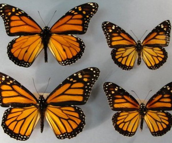 Бабочки одного вида могут иметь крылья разного размера и формы