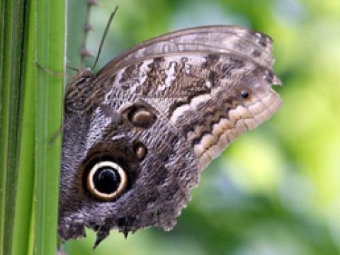 Бабочкам, стрекозам и жукам Европы грозит вымирание?