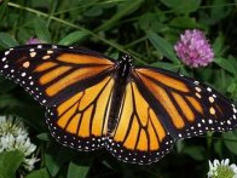 Как бабочки-монархи защищают свое потомство