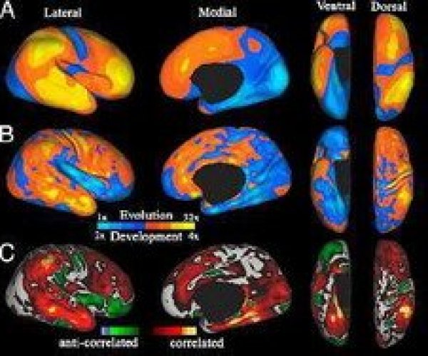 Развитие человеческого мозга представляет собой мини-эволюцию