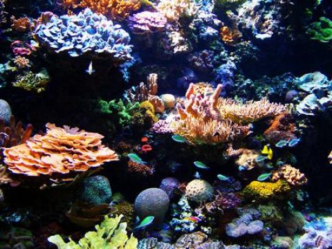 Коралловые окаменелости спасут рифы от полного разрушения