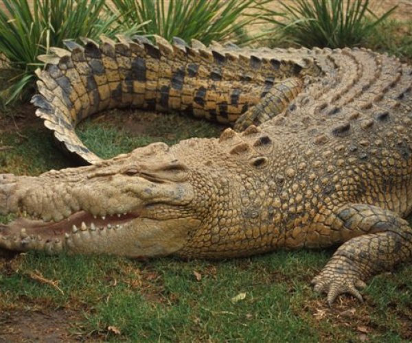 Крокодилы Борнео будут исключены из списка вымирающих
