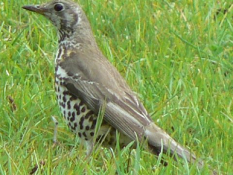 В Великобритании резко сократилось количество маленьких садовых птиц